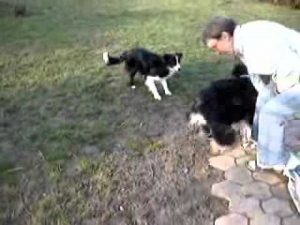 Comportementaliste canin (comportement chien, éducation canine)