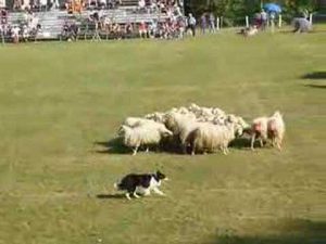 Concours de chiens de bergers