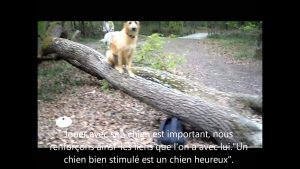 Cours collectif éducation canine dressage chiens