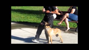 Cours de formation maître chien - Éducateur canin