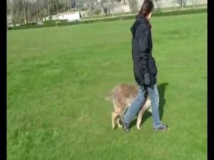 Cours d'éducation canine individuel