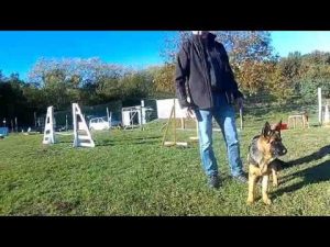 Cours éducation Canine du matin