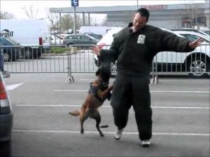 Démonstration d'une attaque d'un chien policier