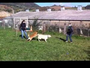 Désensibilisation chien agressif envers ses congénères.