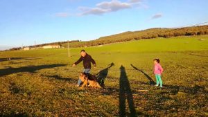 Dressage chien berger allemand 7 mois la marche au pied