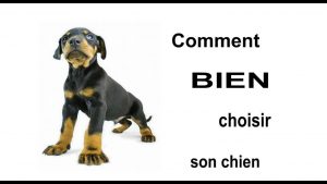 Dressage chien - comment choisir son chien