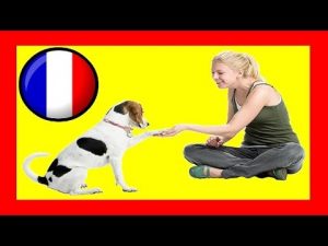 Dressage Chien | Cours De Dressage Pour Chien