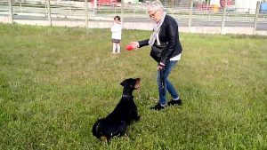 Dressage chien en douceur : Dobermann