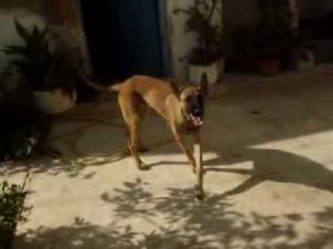 Dressage chien Tunisie : chien dominant en méthode positif (au saint d'une meute)