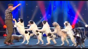 DRESSAGE CHIENS : LE PLUS GRAND CABARET DU MONDE