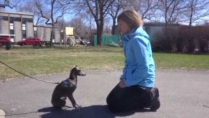 Dressage de chien au Clicker : Éducation canine et comportement canin