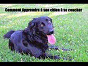 Dressage de chien : Comment apprendre à son chien à se coucher