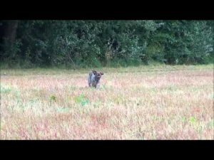 Dressage de chien de chasse en douceur