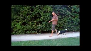 Dressage de chien et de chiot