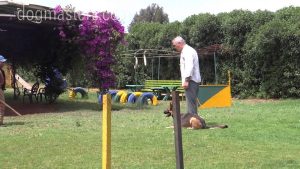 Dressage de chien - Initiation au mordant des bras