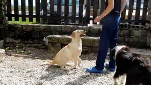 Dressage de chien sans difficulté