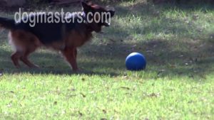 Dressage de chien : Séance d'exercice