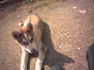 Dressage de mon chiot husky 3 mois