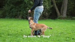 Dressage des chiots : les ordres de base de l'éducation canine