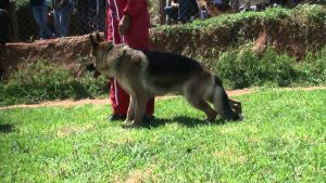 Dressage du berger allemand