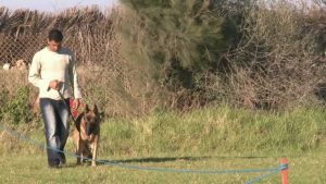 Dressage du berger allemand : La longe