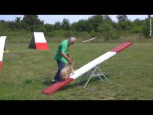 Dressage et Garde de chiens