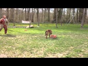 Dressage : Le Malinois Hannibal en pension