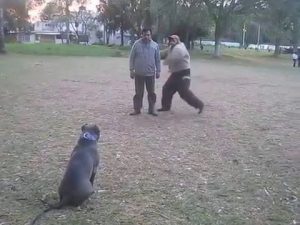 Dressage pitbull