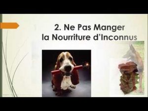 Dresser Mon Chien 7 Règles de Sécurité