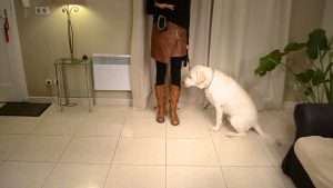 Dresser son chien : Comment apprendre à son chien à marcher au pied en laisse ?