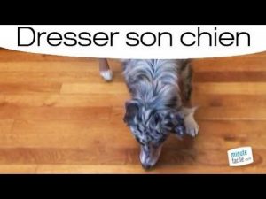 Dresser son chien pour qu'il aille au panier