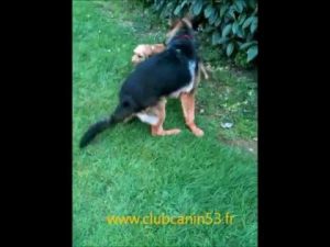 Ecole du Chiot : Club d'Education Canine