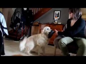 Education Canine : Chien d assistance. Exercices utiles !