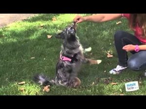Education canine : comment apprendre a son chien à faire le beau