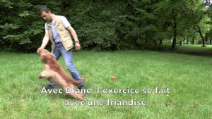 Education canine : Comment développer l'intelligence et le flair du chien en s'amusant