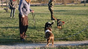 Education canine - cours collectifs