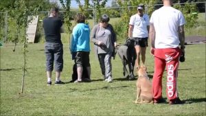 Education Canine - Cours de groupe