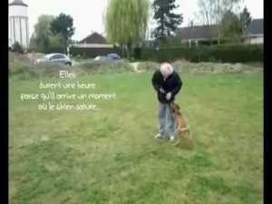 Education canine dressage