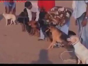 Education canine dressage chien