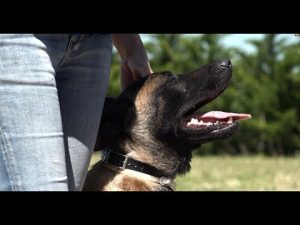 EDUCATION CANINE / ELEVAGE / BERGER BELGE MALINOIS