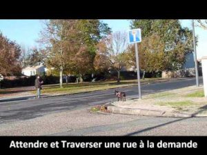 Education Canine et Comportement Paris