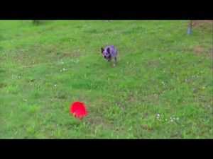 Education canine et sport canin : Débuts en frisbee canin