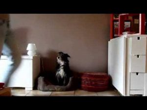 Education canine : Etablir une fin d'ordre