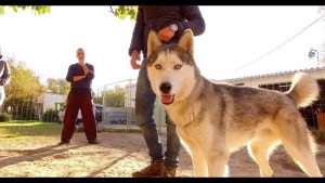 EDUCATION CANINE / HUSKY DE SIBÉRIE / FORMATION EDUCATEUR CANIN