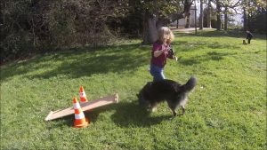 Education canine : Initiation à l'agility