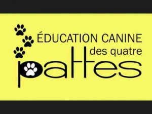 Éducation canine : l'agilité, un sport canin formidable