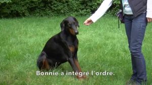 Education canine : Le refus d'appât en méthode naturelle