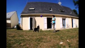 EDUCATION CANINE LOGIQUE & EFFICACE