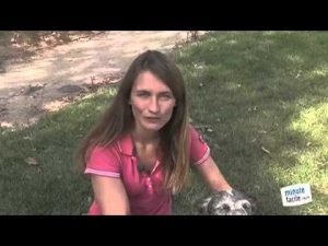 Education canine : mettre des gouttes dans les yeux de son chien