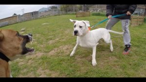 EDUCATION CANINE / MON CHIEN ATTAQUE LES CHIENS